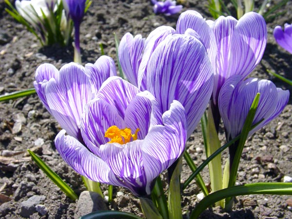 Spring Flowers 02 - Bend, OR