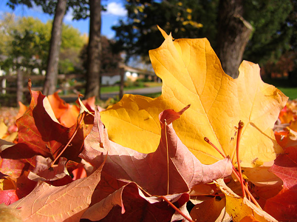 a great big pile of maple leaves