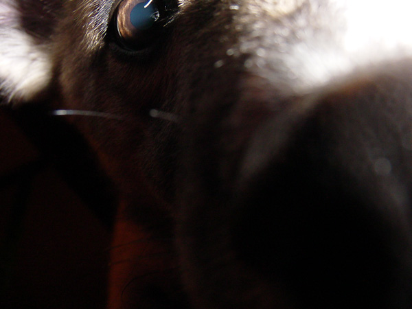 Derek's Puppy Keeba, Camp Ihduhapi, Winter 2002